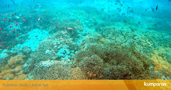 12 Persen Terumbu Karang di Bali Rusak